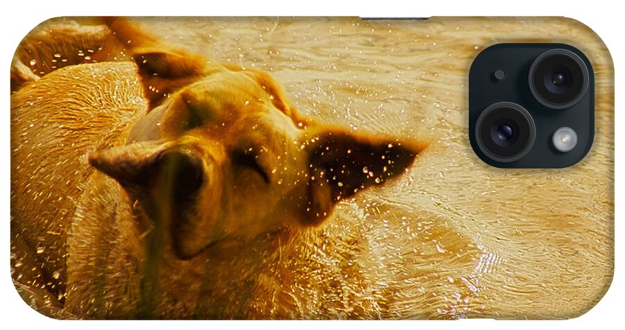 Droplets iPhone Case featuring the photograph Labrador Retriever by Cassandra Buckley