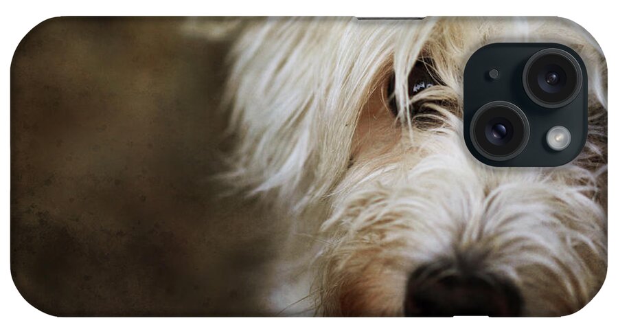 Schnoodle iPhone Case featuring the photograph Lady by Nancy Coelho
