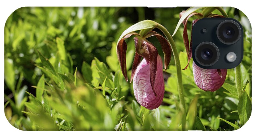 Lady Slipper Orchids iPhone Case featuring the photograph Lady Slipper Orchids by Holly Ross