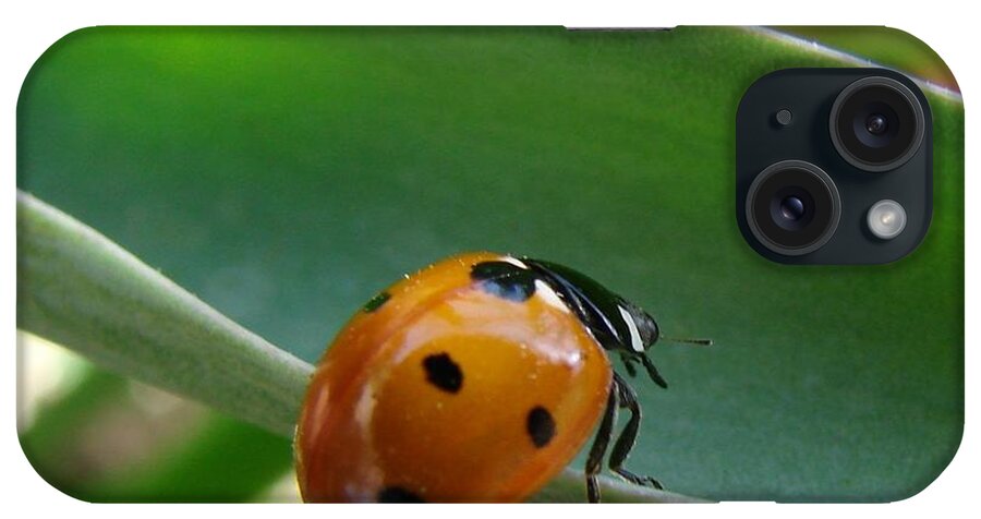 Ladybug iPhone Case featuring the photograph Ladybug by Liz Vernand