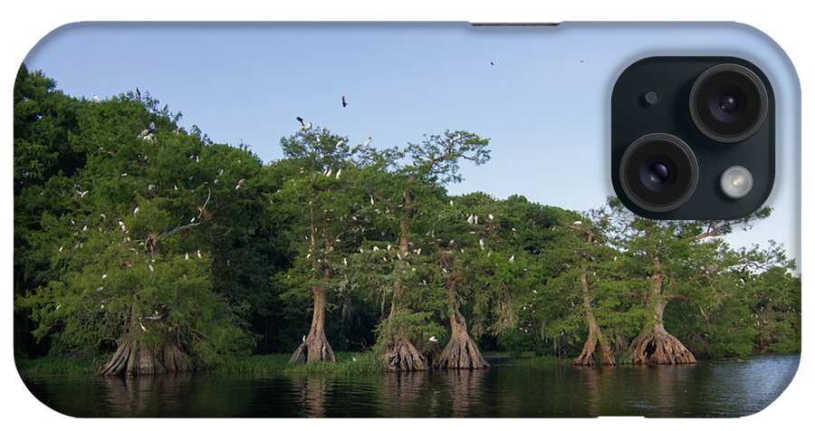 Cypress iPhone Case featuring the photograph Lake Disston Rookery #2 by Paul Rebmann