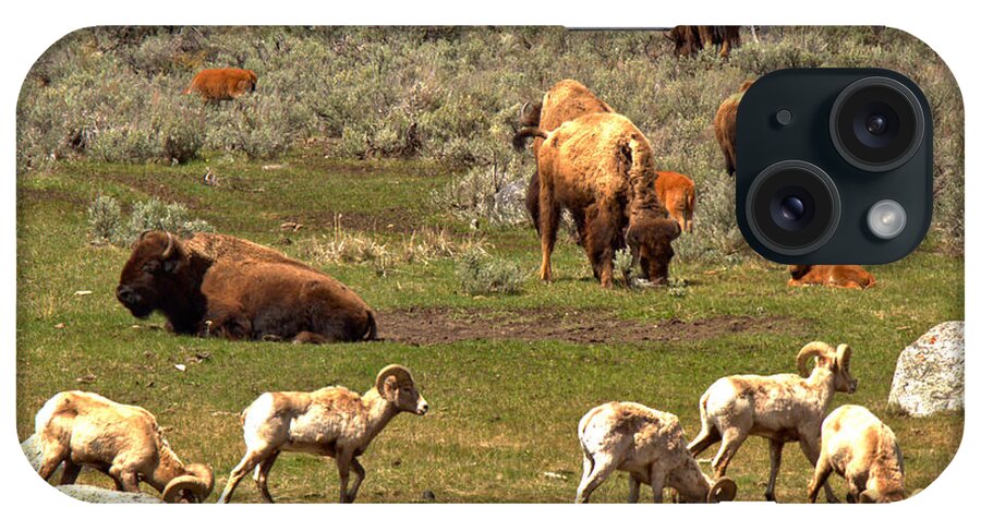Bison iPhone Case featuring the photograph Lamar Valley Wildlife Picnic by Adam Jewell