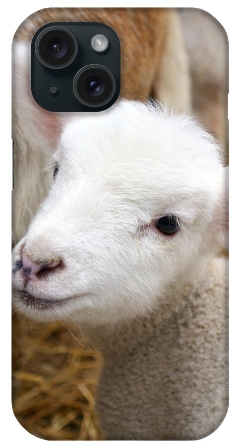 Grass iPhone Case featuring the photograph Lamb by Michelle Calkins