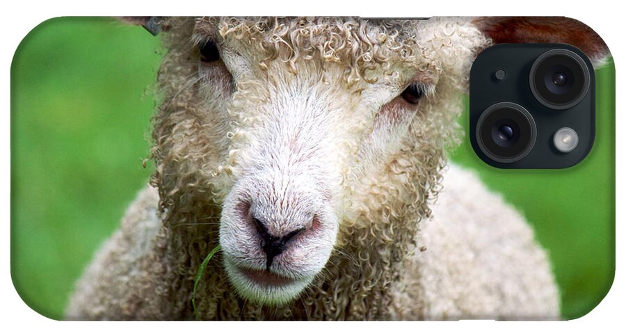 Lamb iPhone Case featuring the photograph Lamb with Grass by Rachel Morrison