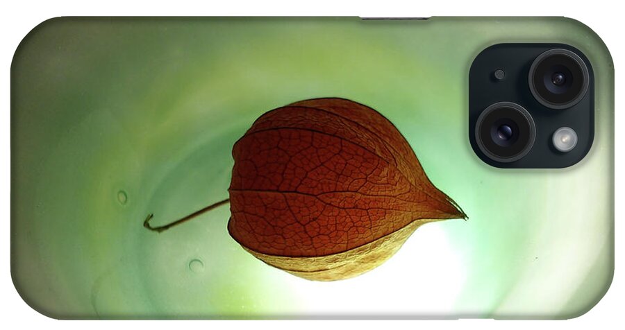 Physalis Alkekengi iPhone Case featuring the photograph Lampionblume - Physalis alkekengi by Eva-Maria Di Bella