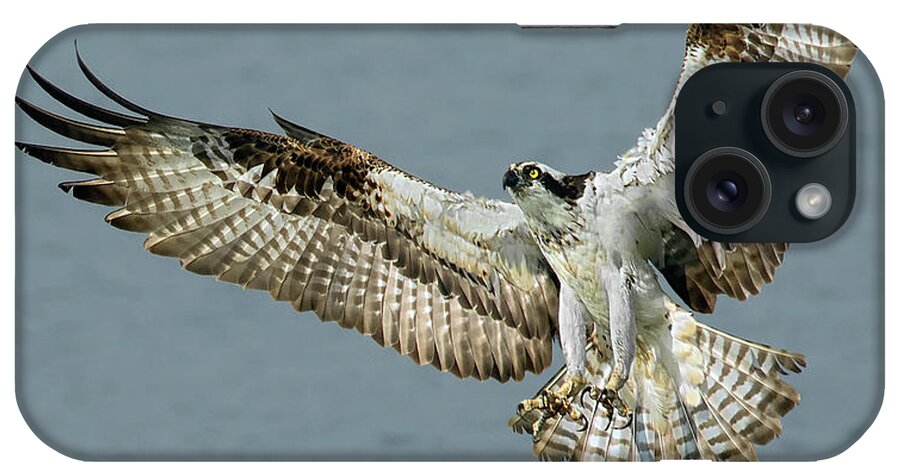 Osprey iPhone Case featuring the photograph Osprey Approach by Art Cole