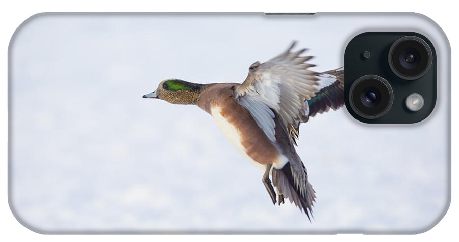 Duck iPhone Case featuring the photograph Landing by Douglas Kikendall