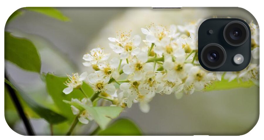 Blossom iPhone Case featuring the photograph Laurel Blossom by Bonfire Photography