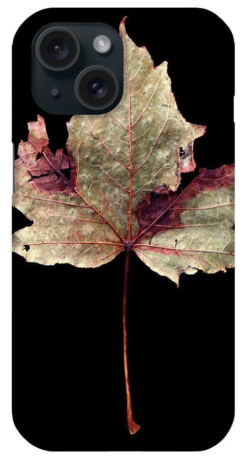Leaf iPhone Case featuring the photograph Leaf 7 by David J Bookbinder
