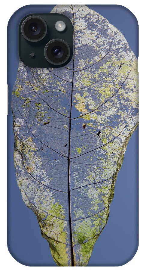 Leaf iPhone Case featuring the photograph Leaf by Debbie Cundy