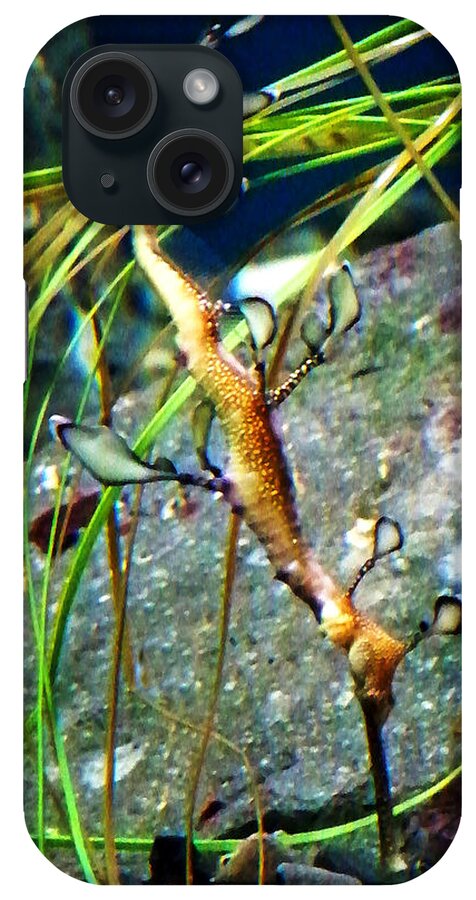 Paintings iPhone Case featuring the photograph Leafy Sea Dragon by Anthony Jones