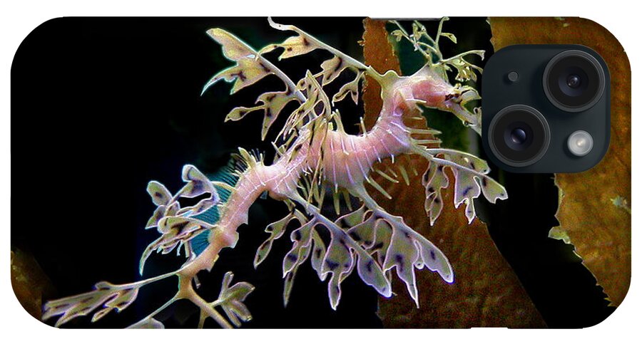 Denise Bruchman iPhone Case featuring the photograph Leafy Sea Dragon by Denise Bruchman