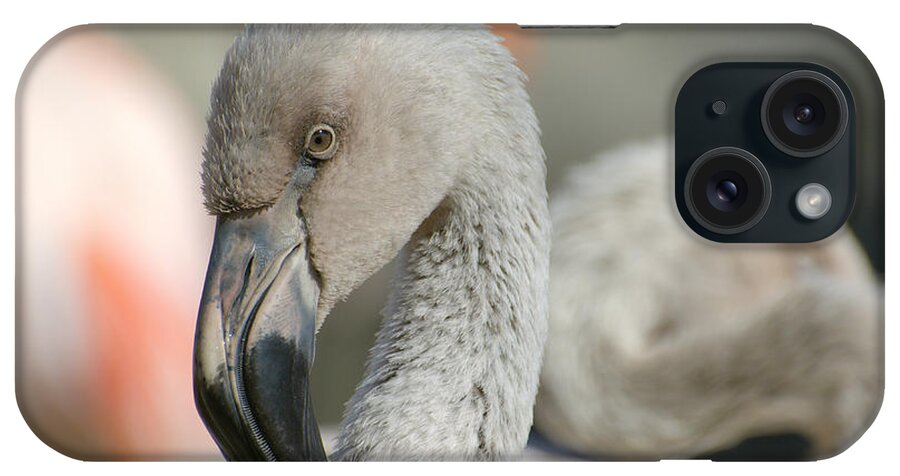 Young Chilean Flamingo iPhone Case featuring the photograph Learning The Ropes by Fraida Gutovich