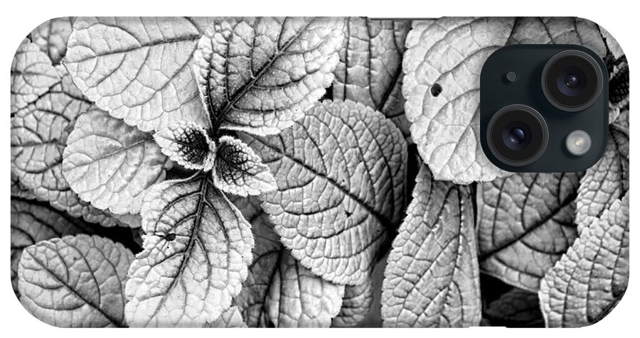 Leaf iPhone Case featuring the photograph Leaves Black And White - nature photography by Ann Powell