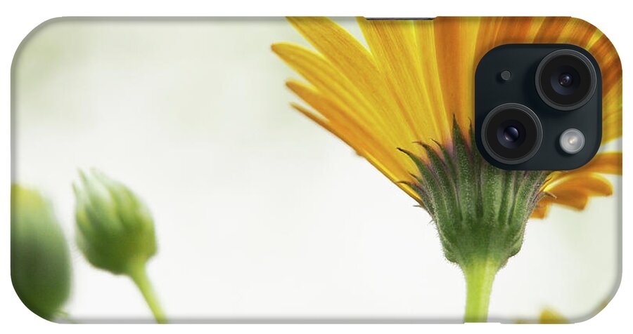 Flowers iPhone Case featuring the photograph Lemon Symphony On A Crisp Spring Day by Dorothy Lee