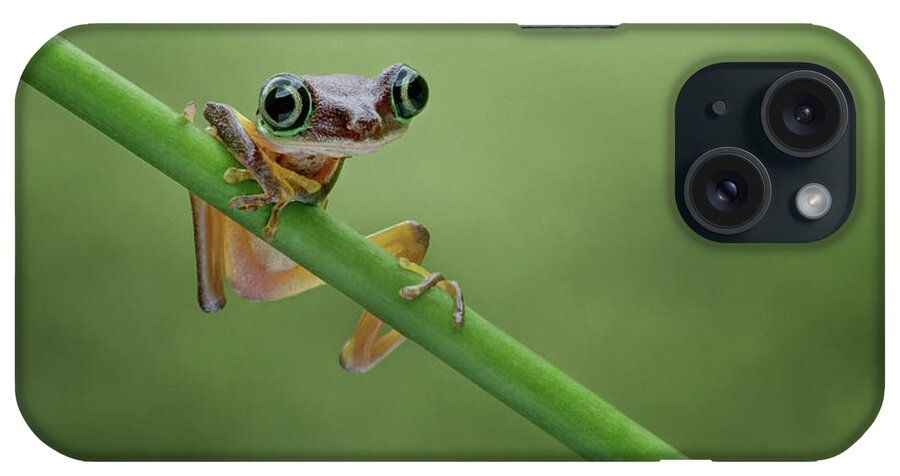 Frogs iPhone Case featuring the photograph Lemur Tree Frog - 2 by Nikolyn McDonald