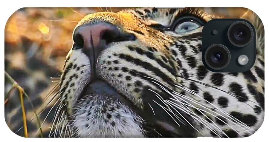 Leopard iPhone Case featuring the photograph Leopard aloft by Gini Moore