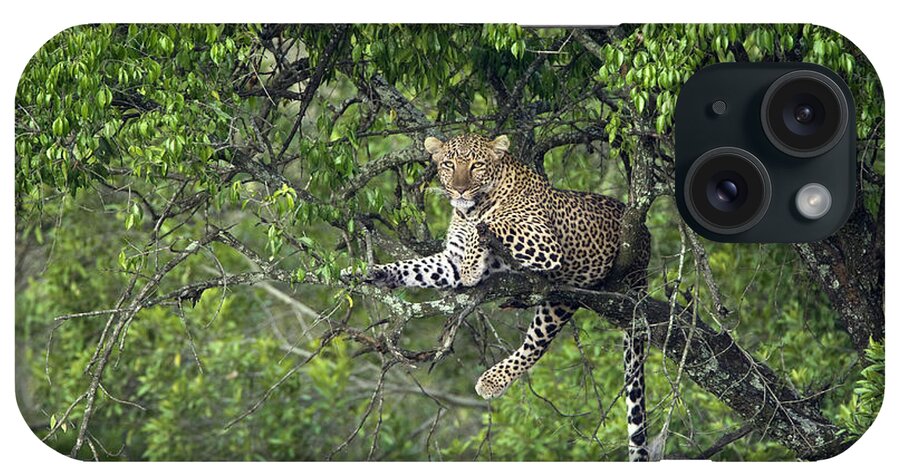 00442335 iPhone Case featuring the photograph Leopard Resting In Tree Masai Mara Kenya by Suzi Eszterhas