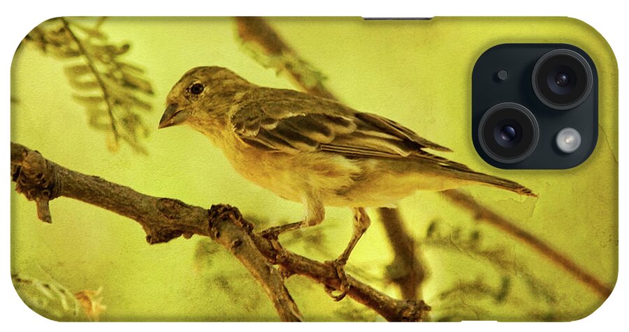 Lesser Goldfinch iPhone Case featuring the photograph Lesser Goldfinch on Acacia Limb txt by Theo O'Connor
