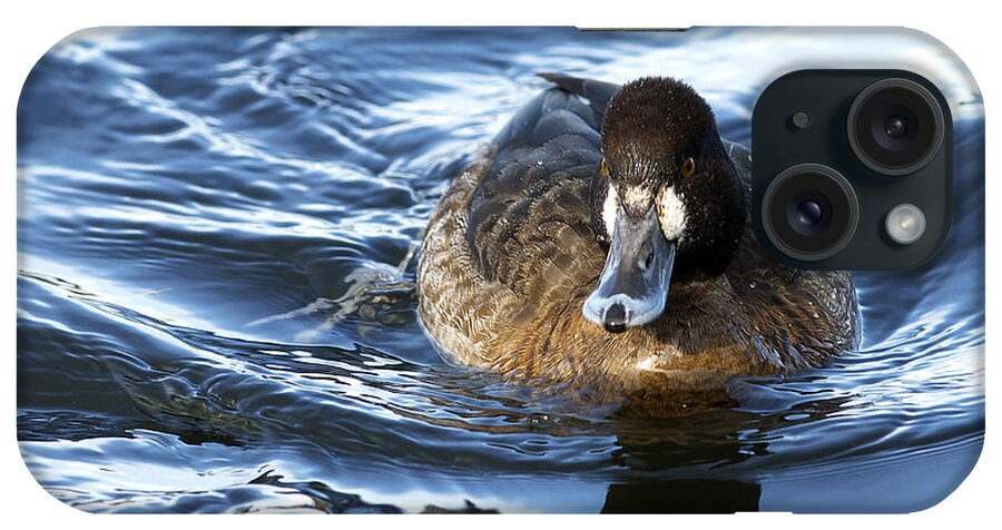 Lesser Scaup iPhone Case featuring the photograph Lesser Scaup female by Sharon Talson