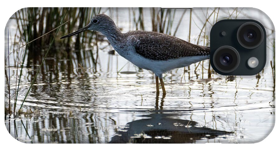 Lesser Yellowlegs iPhone Case featuring the photograph Lesser Yellowlegs by Michael Dawson