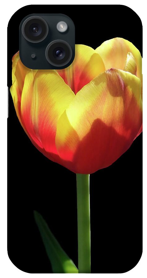 Tulip iPhone Case featuring the photograph Let Me Shine by Johanna Hurmerinta