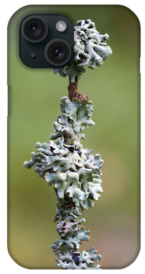 Lichen iPhone Case featuring the photograph Lichens by Chris Smith