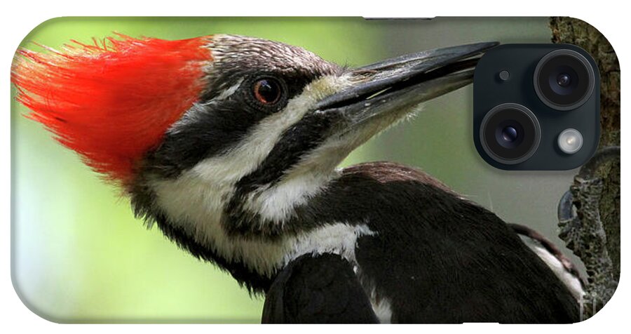 Pileated Woodpecker iPhone Case featuring the photograph Lick It Up - Pileated Woodpecker by Meg Rousher