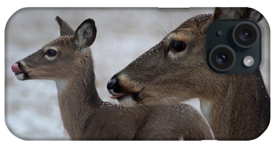 Deer iPhone Case featuring the photograph Licking Snowflakes by Bill Stephens