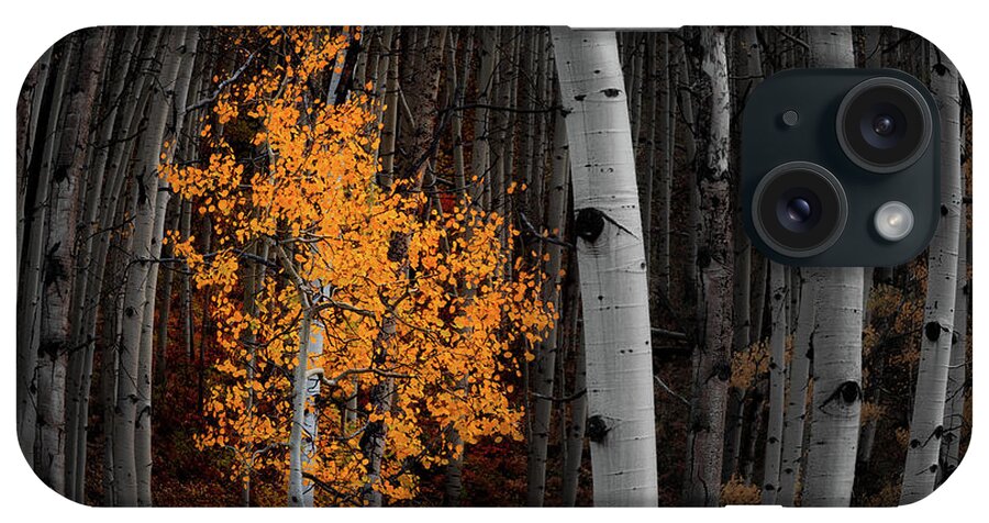 Aspen Trees iPhone Case featuring the photograph Light of the Forest by Darren White