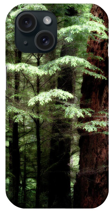 Trees iPhone Case featuring the photograph Light on Trees by David Chasey