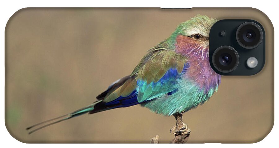 Mp iPhone Case featuring the photograph Lilac-breasted Roller Coracias Caudata by Gerry Ellis