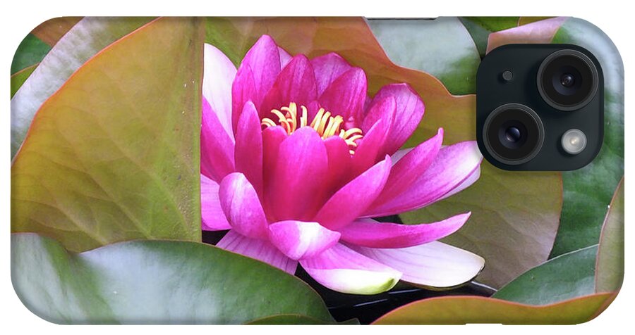Pond Lilly iPhone Case featuring the photograph Lilly in Bloom by Wendy McKennon