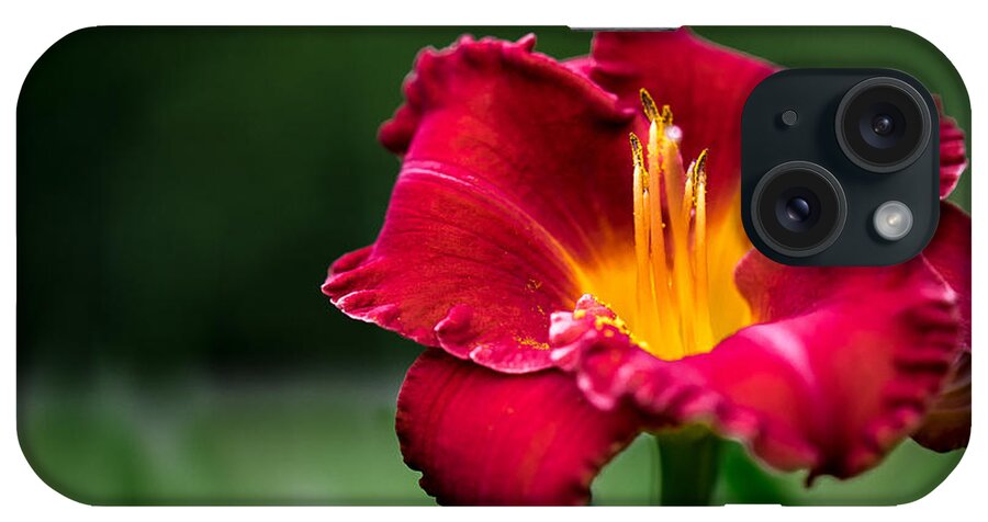 Daylily iPhone Case featuring the photograph Lily Beauty by Ches Black