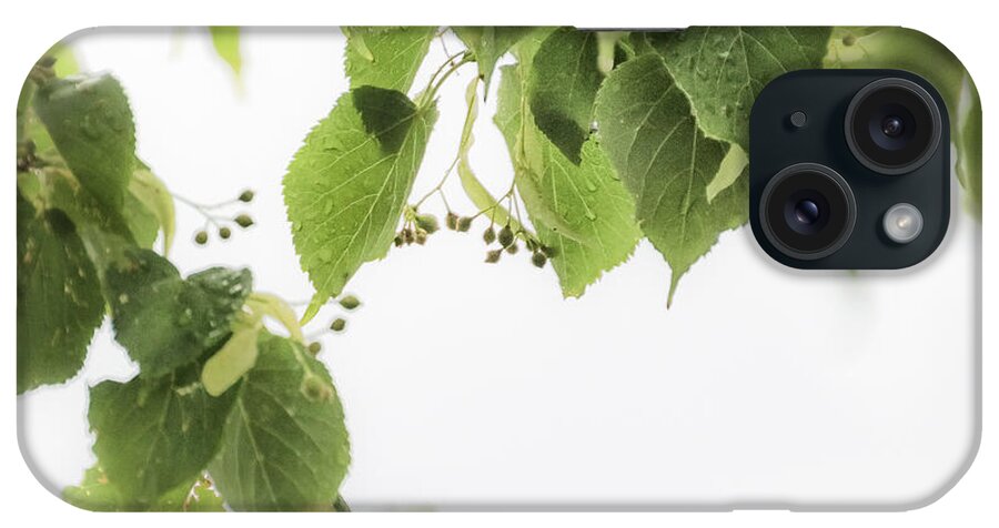 Linden Leaves iPhone Case featuring the photograph Linden in the Rain 2 - by Julie Weber