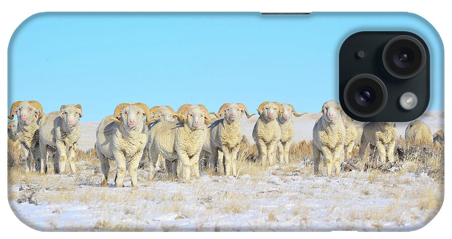 Amanda Smith Wyoming Photographer iPhone Case featuring the photograph Line em up Rams by Amanda Smith