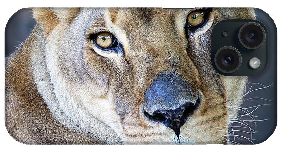 Lion iPhone Case featuring the photograph Lion by Deborah Penland