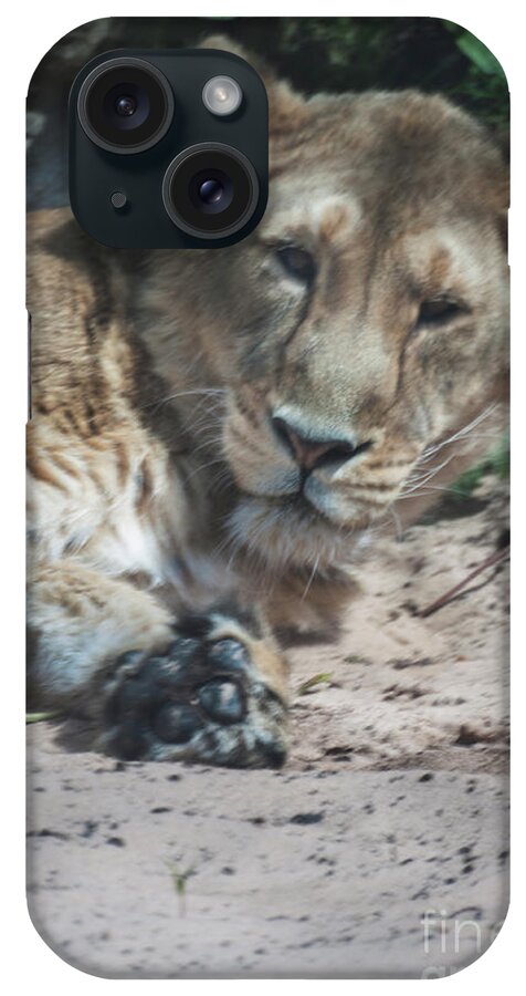 Lion iPhone Case featuring the photograph Lion by Doc Braham