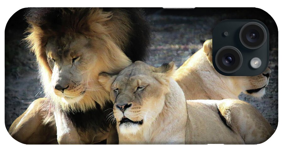 Lions iPhone Case featuring the photograph Lion Pride Memphis Zoo by Veronica Batterson