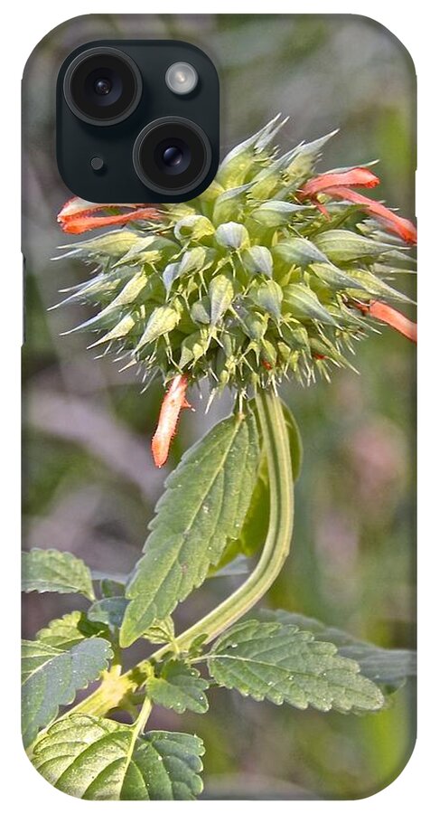Wildflower iPhone Case featuring the photograph Lion's Ear Wildflower by Carol Bradley