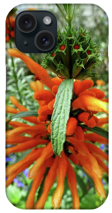 Flower iPhone Case featuring the photograph Lion's Tail Salvia by Jean Wright