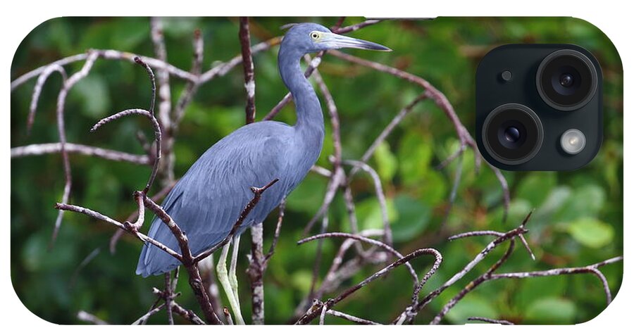 Caroni Swamp iPhone Case featuring the photograph Little Blue At Trinidad's Caroni Swamp by Steve Wolfe