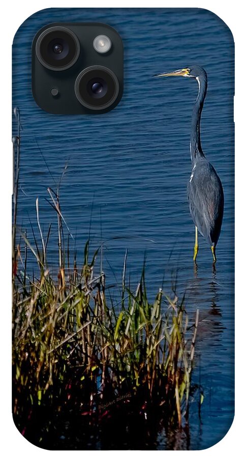 Heron iPhone Case featuring the photograph Little Blue Heron by DigiArt Diaries by Vicky B Fuller