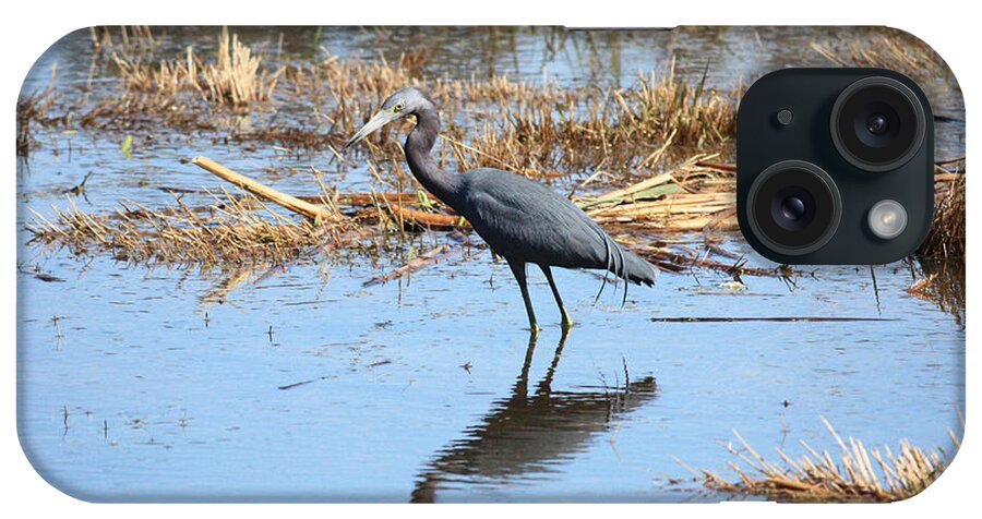 Little Blue Heron iPhone Case featuring the photograph Little Blue Heron in the Marsh by Carol Groenen