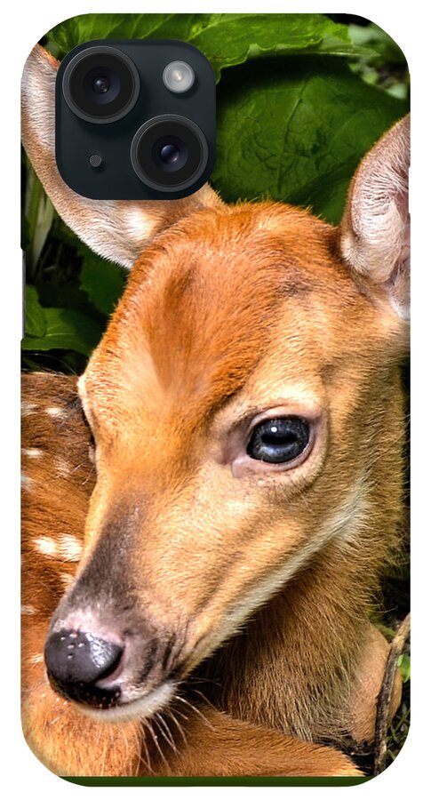 Deer iPhone Case featuring the photograph Little Fawn by Adam Olsen
