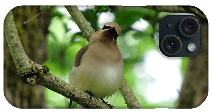 Cedar Waxwing iPhone Case featuring the photograph Little Flirt by I'ina Van Lawick
