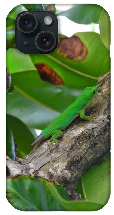 Grean Animal iPhone Case featuring the photograph Little green lizard by Sabine Meisel