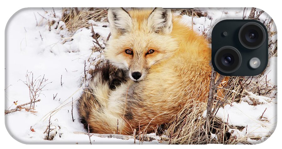 Fox iPhone Case featuring the photograph Little Red Fox by Alyce Taylor