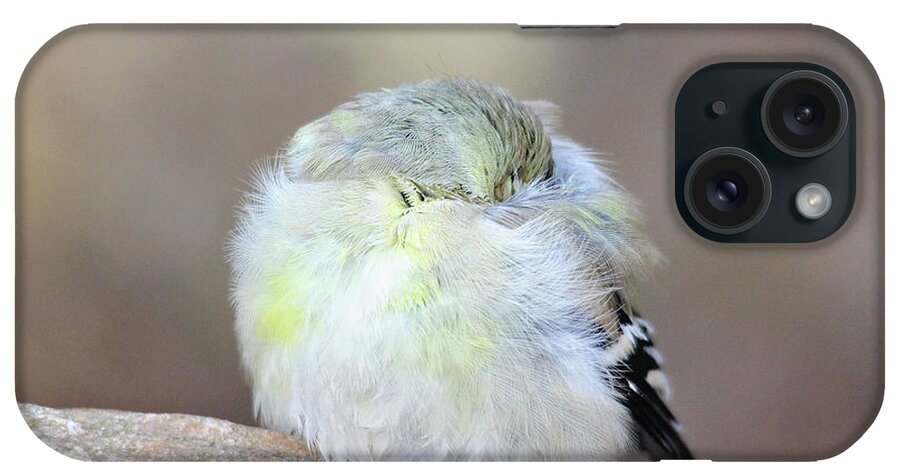 Birds iPhone Case featuring the photograph Little Sleeping Goldfinch by Trina Ansel