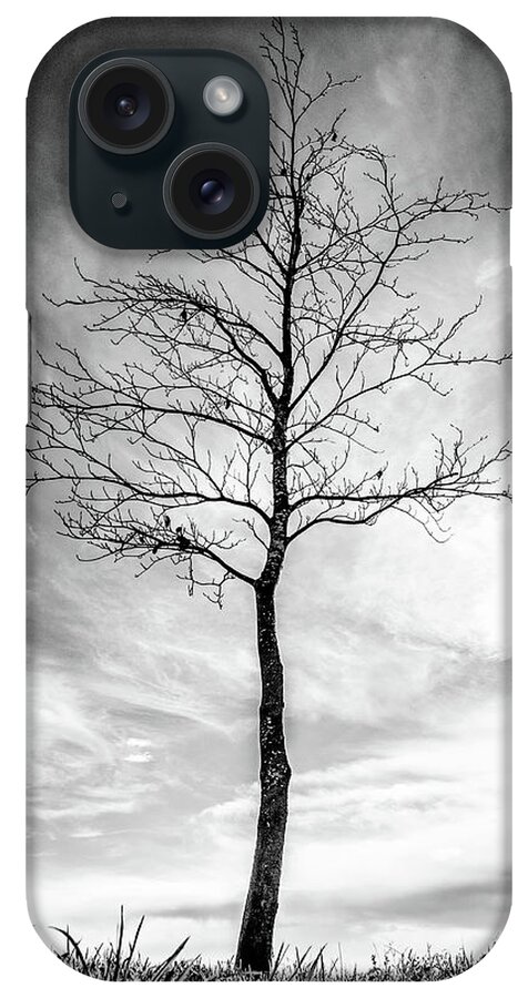 Tree iPhone Case featuring the photograph Little Tree by Roseanne Jones